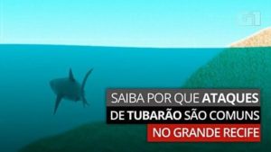Ataque De Tubarão Em Recife ,
